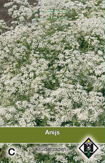Anijs, Anijsplant (Pimpinella anisum) 1250 zaden HE
